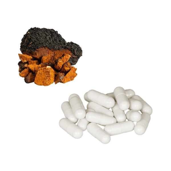 Bulk Pure 500mg Chaga Mushroom Capsules Wholesale UK